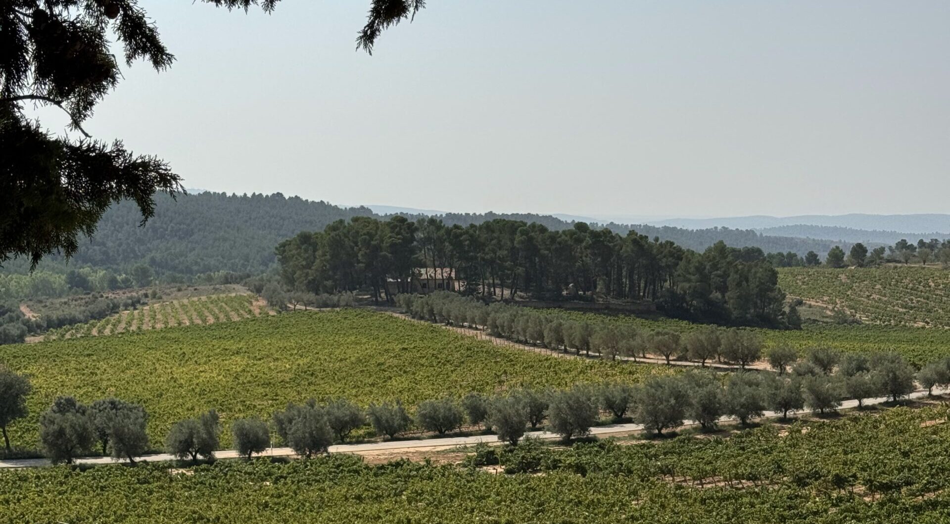 Bodega Mustiguillo Vid