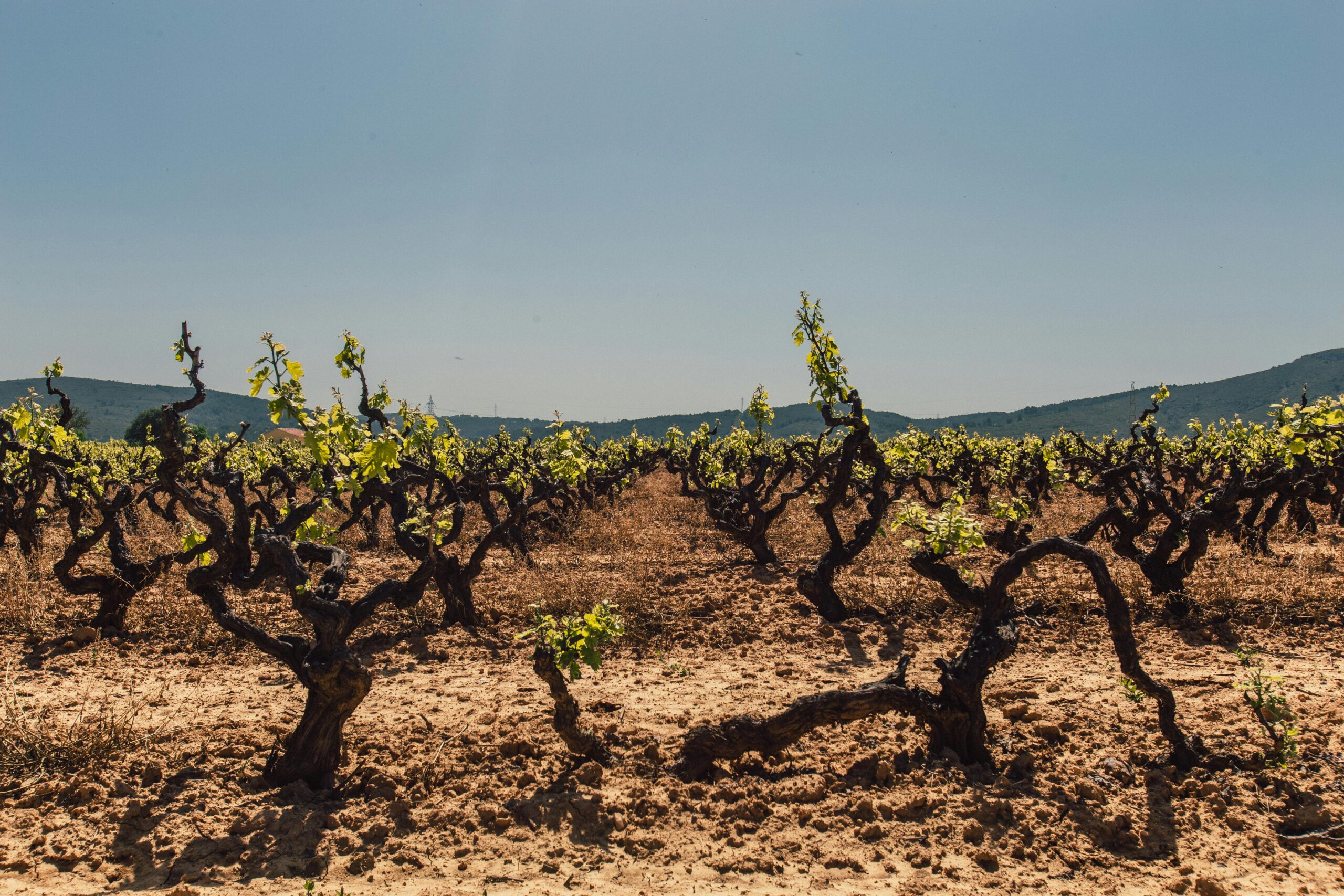 Cambio climático viñas