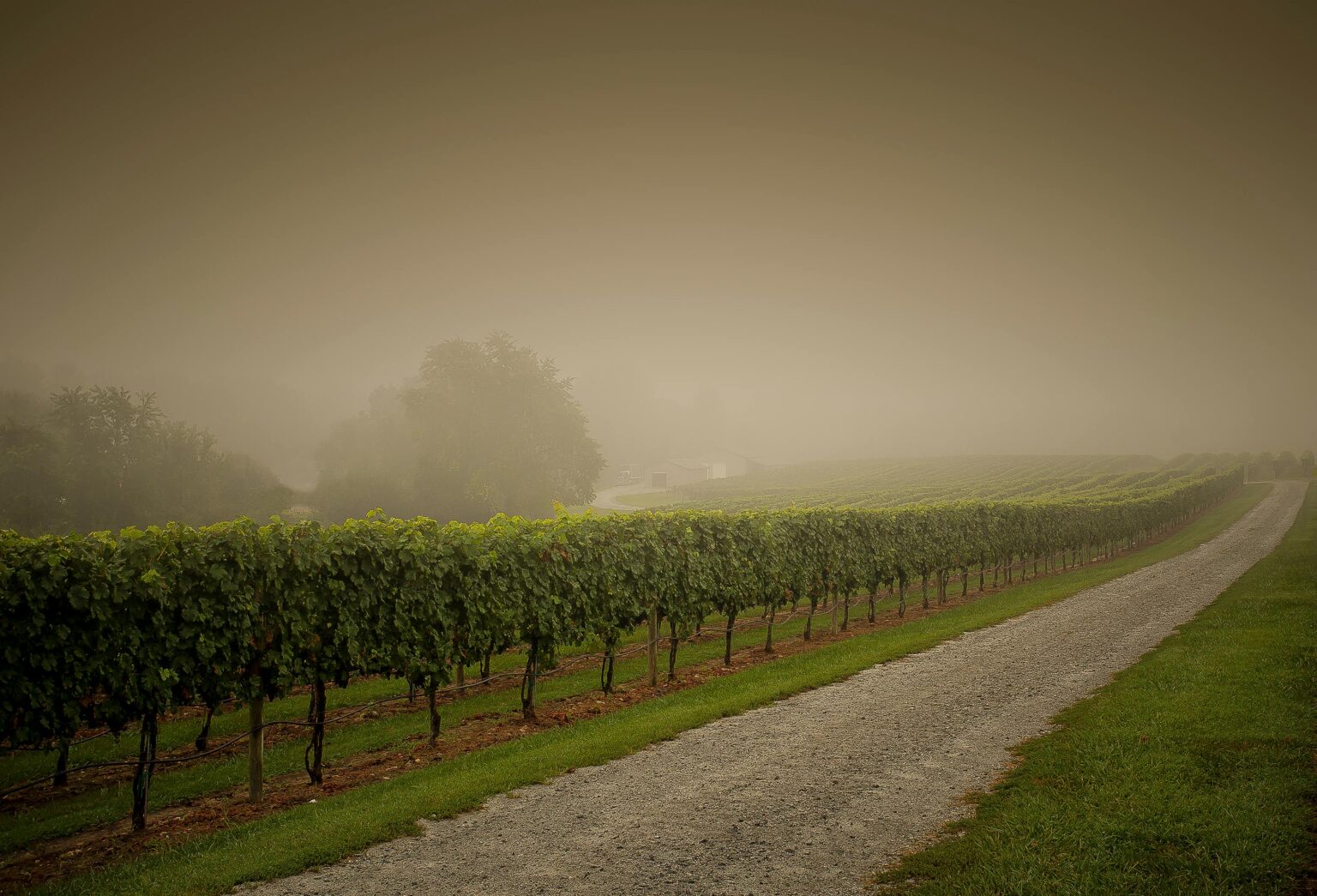 cambio climatico viñas vino