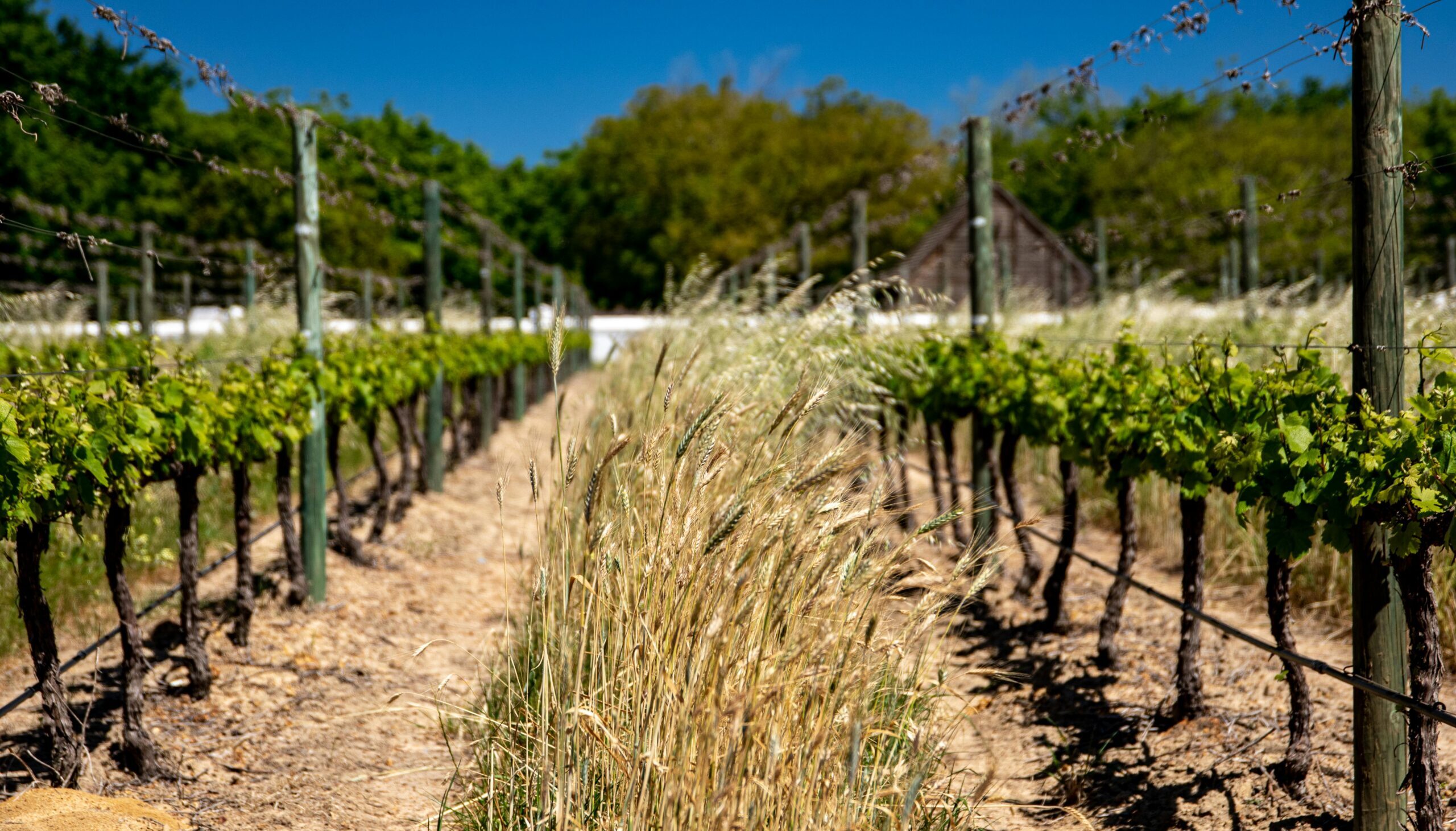 viticultura ecologica