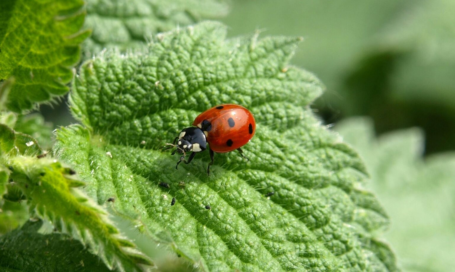 mariquita hoja parra