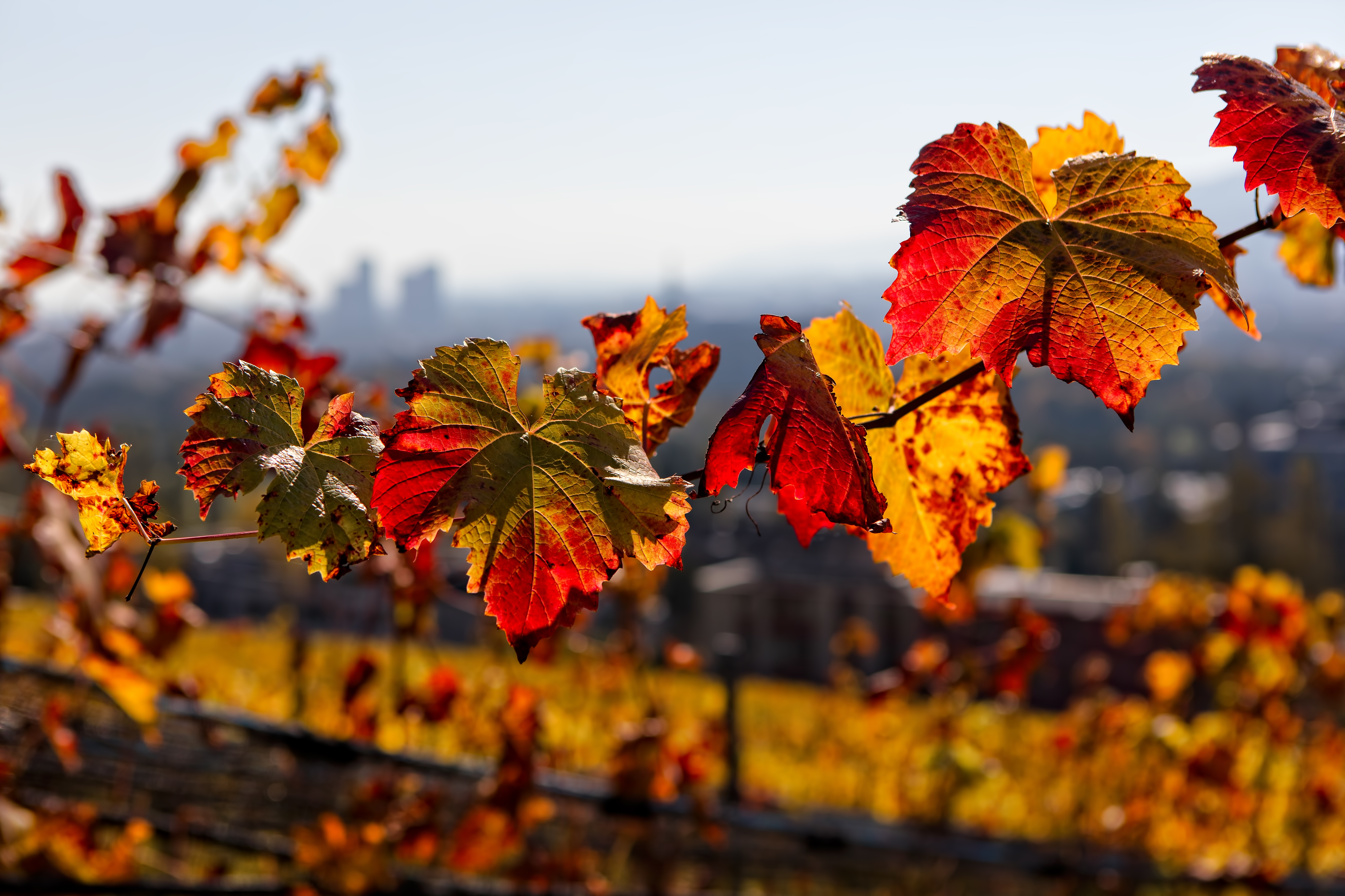 Viñedo en otoño en Valencia con hojas doradas y una copa de vino